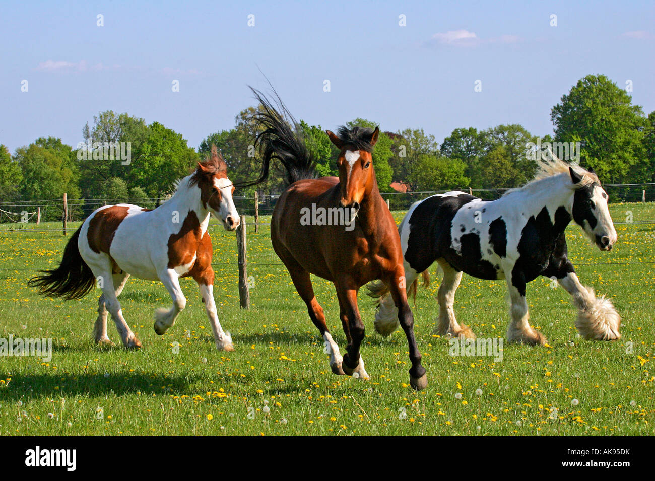 Freiberger Pferd / Irish Tinker Pony Stockfoto