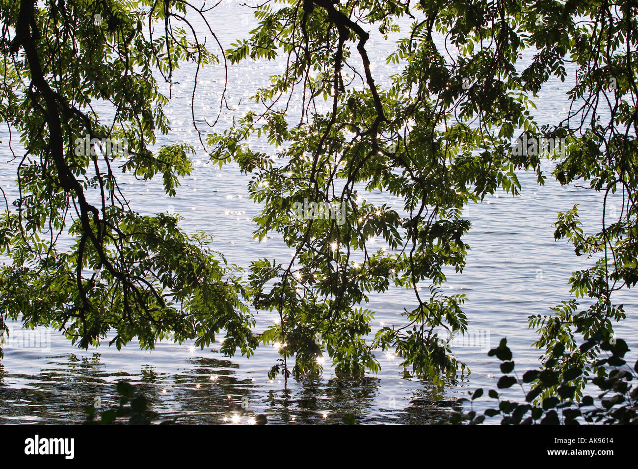 Asche Baum am See Starnberger See Stockfoto