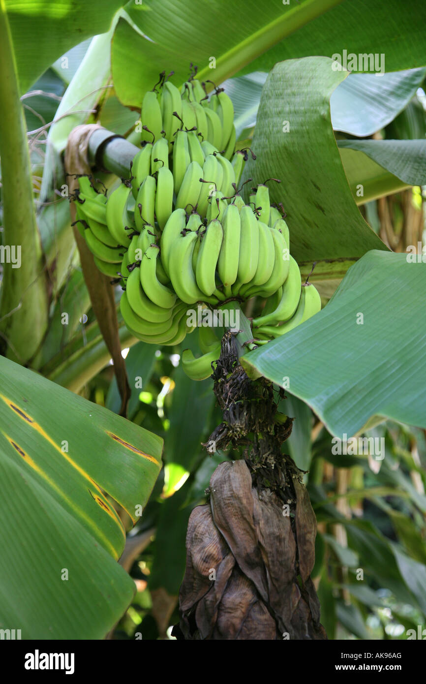 Bananenpflanze wchst in Florida Stockfotografie - Alamy