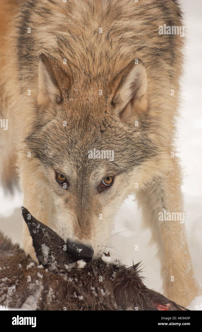 Säugetier Timber Wolf Canis Lupus mit frischen Hirsch zu töten Stockfoto