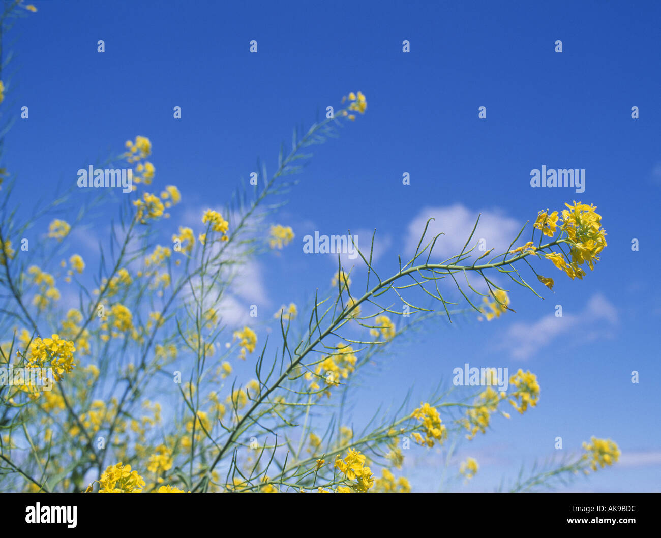 Blumen Stockfoto