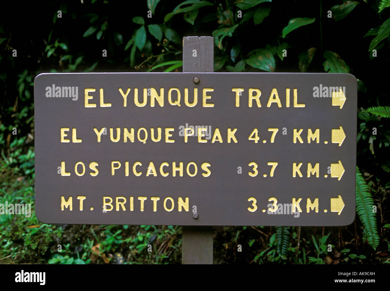 Schild, Wegweiser, self-guided Wanderweg, Wanderweg, El Yunque Trail, El Yunque National Forest Reserve, Caribbean National Forest, Puerto Rico Stockfoto