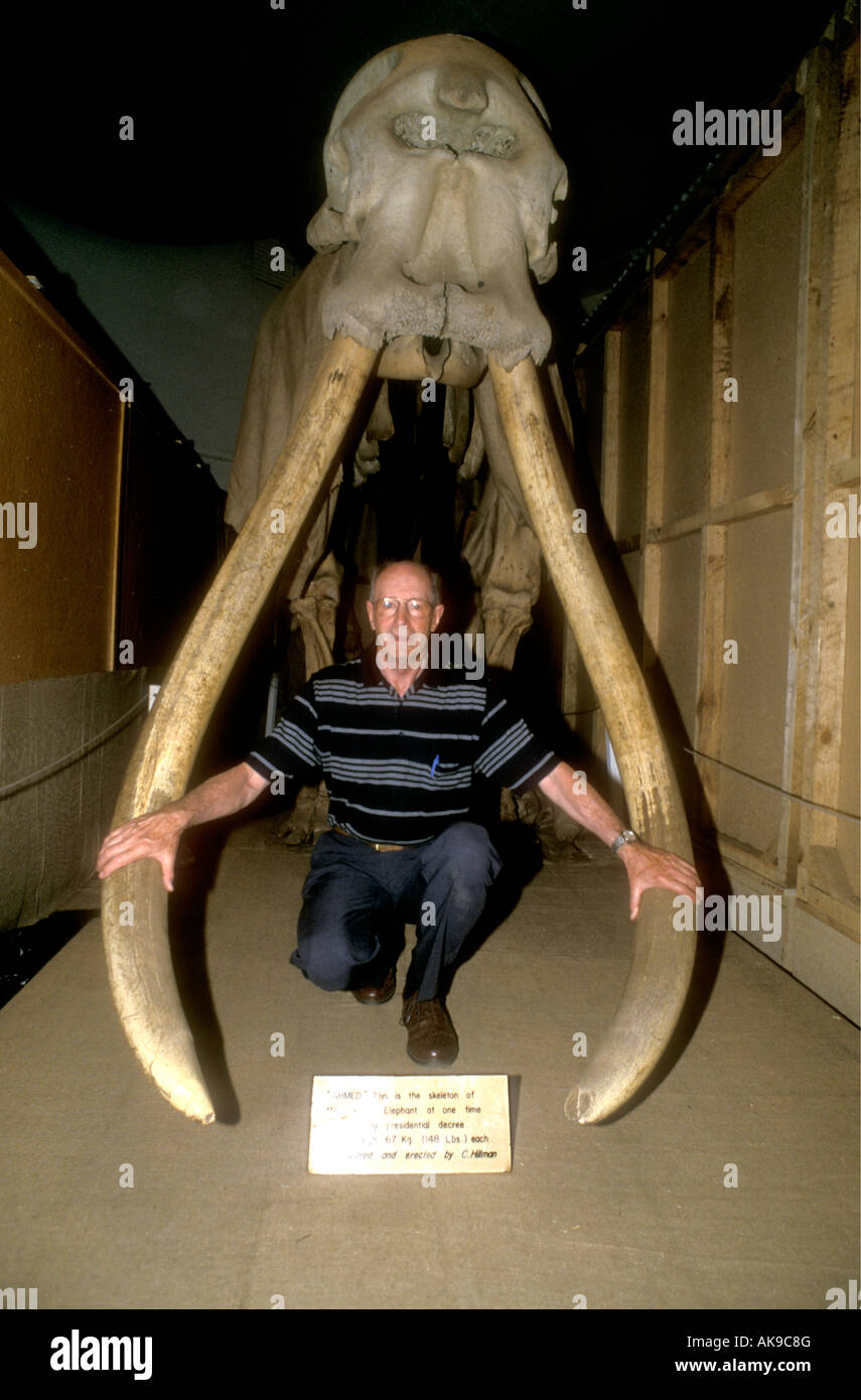 Fotograf David Keith Jones stellt zwischen die perfekte Stoßzähne von Ahmed ein Elefant in Kenia Nairobi National Museum Stockfoto