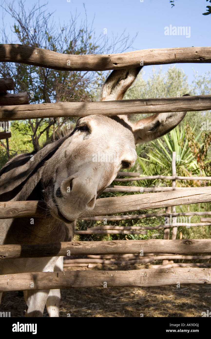 Esel in einem Hof, Marrakesch, Marokko. Stockfoto