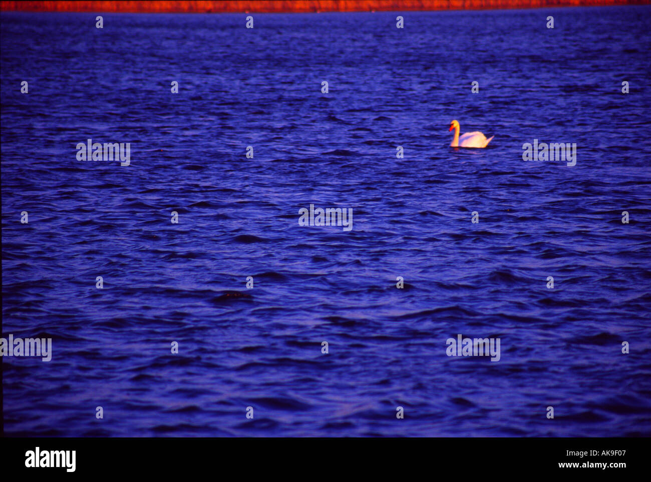 Tring Stauseen - Hertfordshire Stockfoto