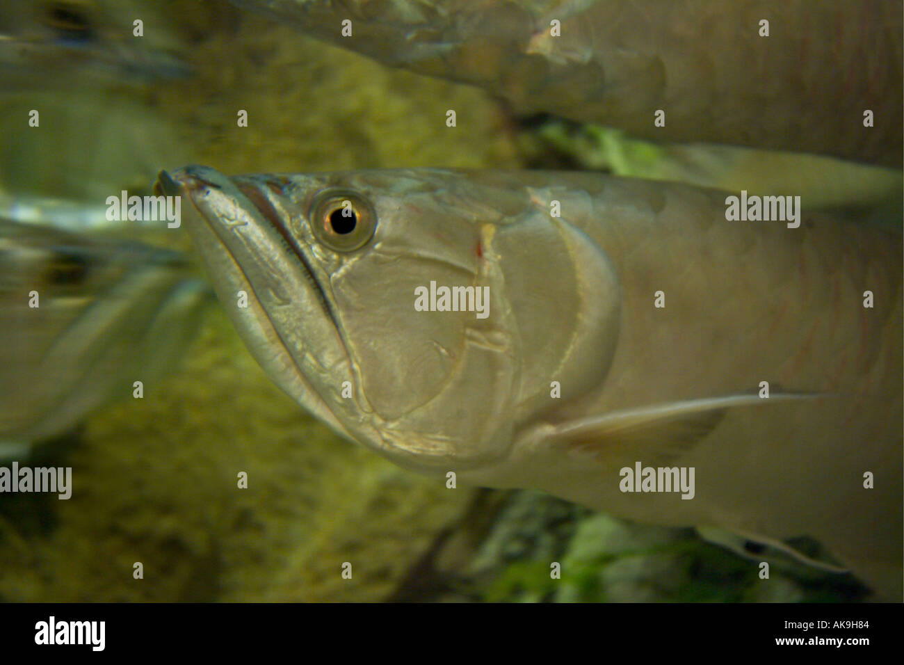 Arahuana Silver arowana osteoglossum bicirrhosum -Fotos und -Bildmaterial in ...