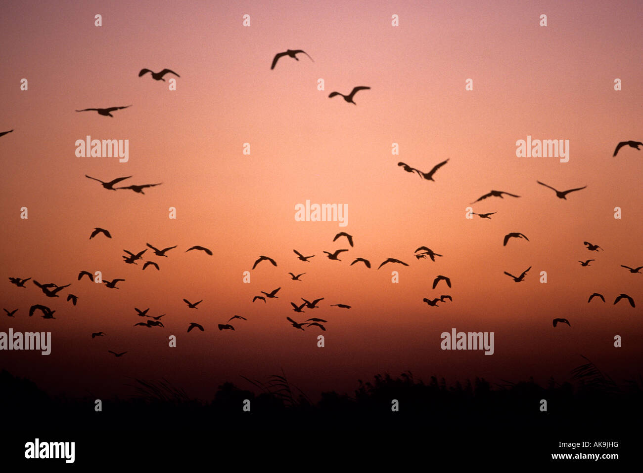 Ägypten. Nil. Beni Hassan. Silhouette Vögel vor Abendhimmel Stockfoto
