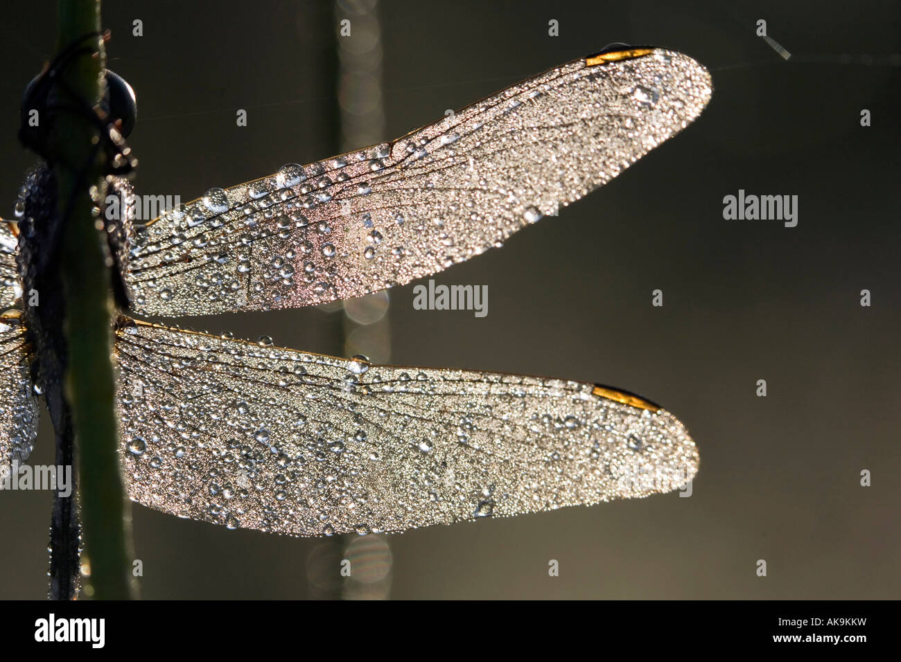 Orthetrum Sabina. Schlanke Abstreicheisen Libelle in Tautropfen abgedeckt. Indien Stockfoto