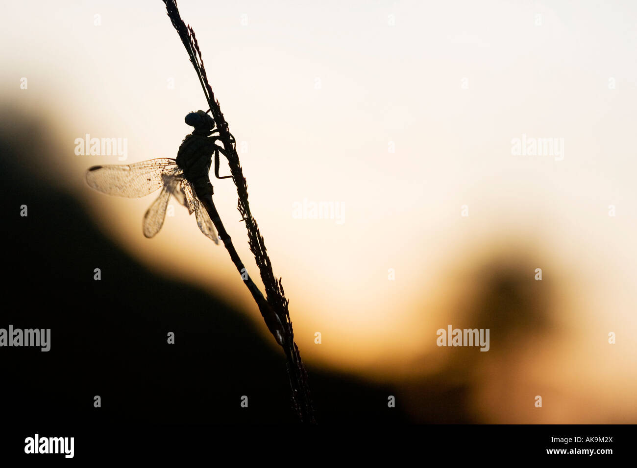 Orthetrum Sabina. Schlanke Abstreicheisen Libelle in Tautropfen abgedeckt. Indien Stockfoto