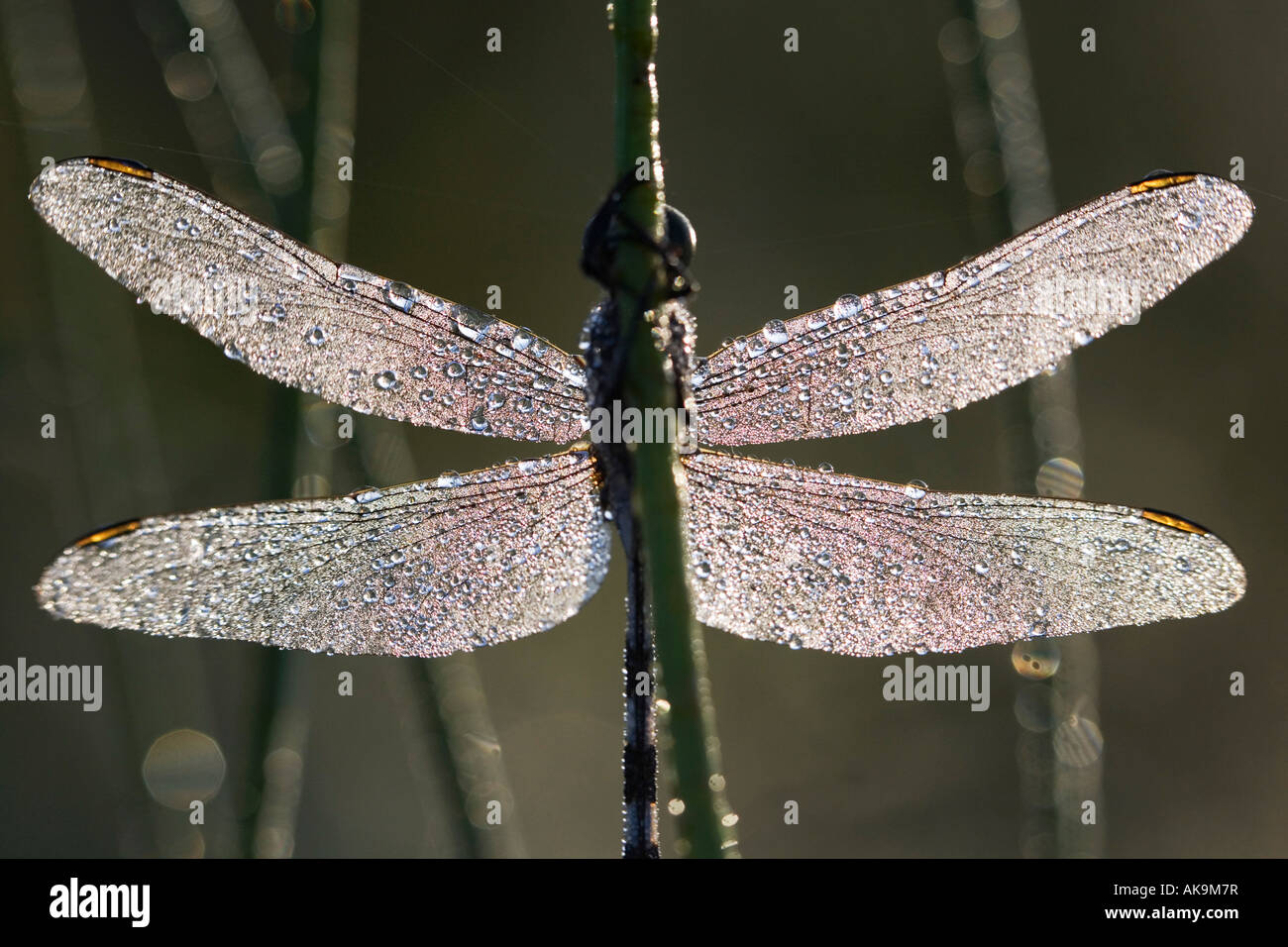 Orthetrum Sabina. Schlanke Abstreicheisen Libelle in Tautropfen abgedeckt. Indien Stockfoto