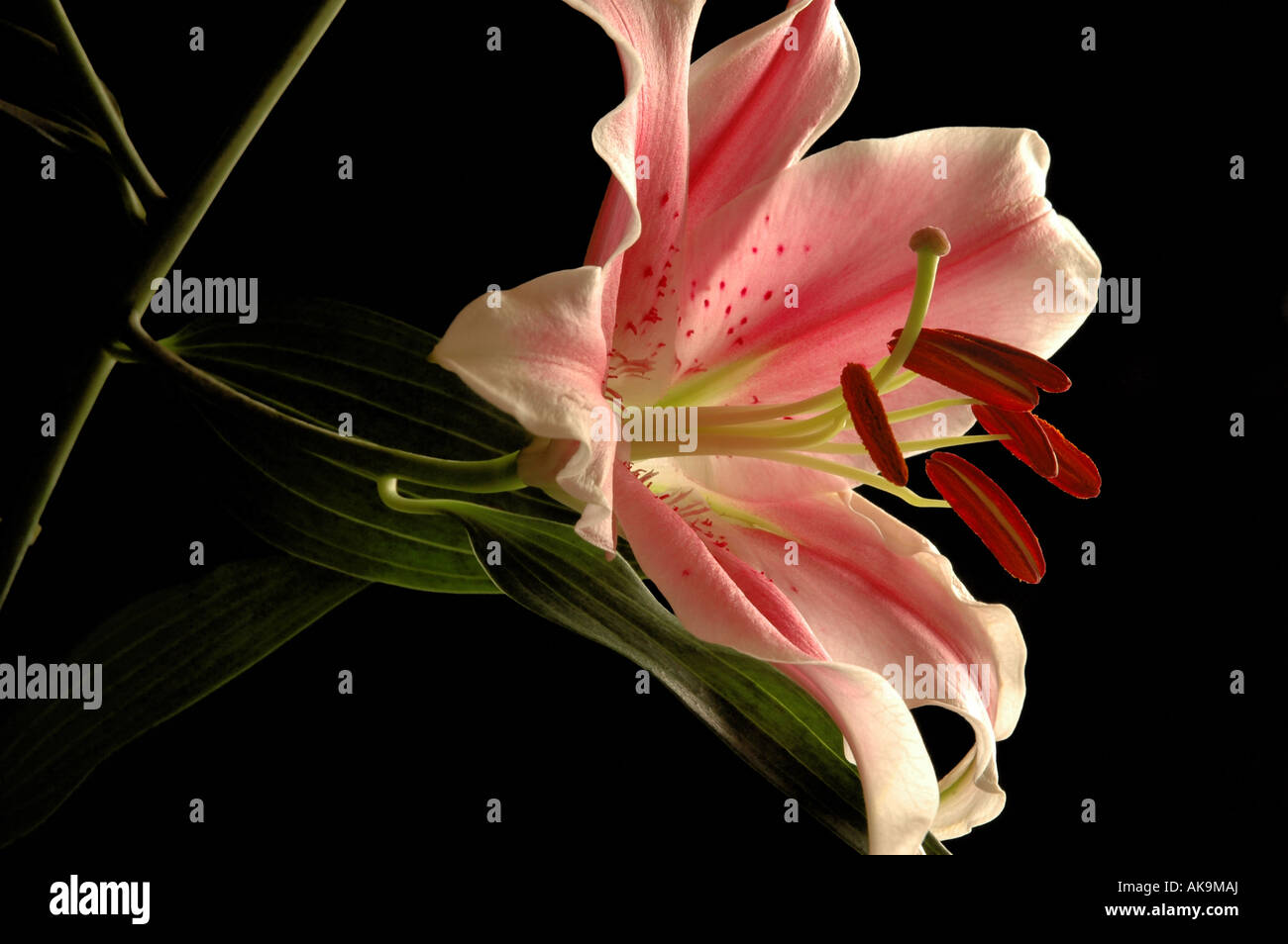 Orientalische Lilie Blume in voller Blüte Stockfoto