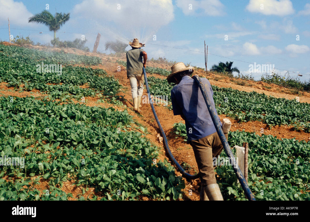 Zwei Tabak Arbeiter Bewässerung Tabakpflanzen auf einer Plantage in der ländlichen Provinz Pinar Del Rio Kuba Stockfoto