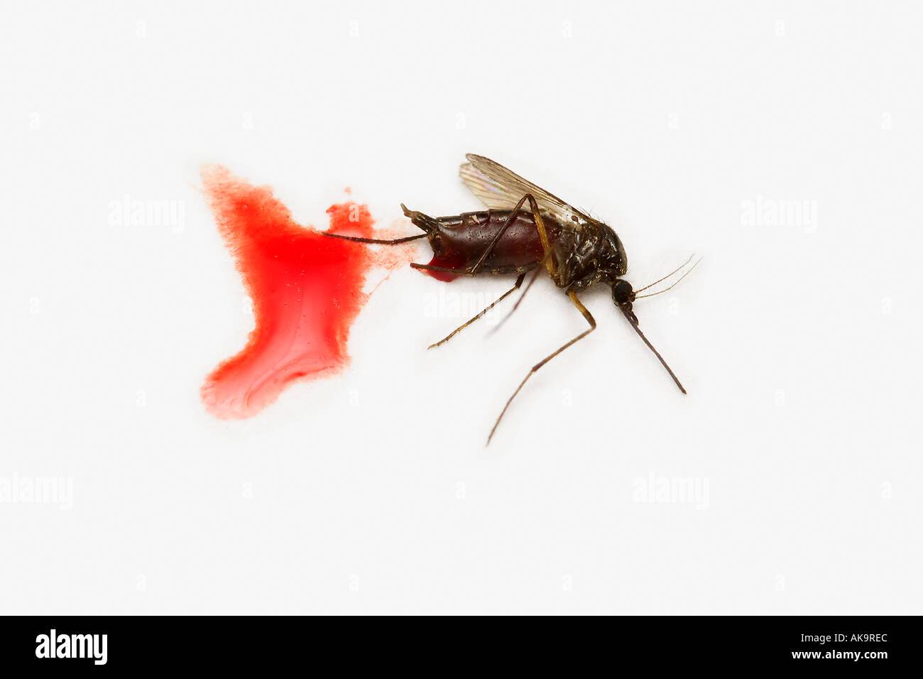 TOTE Mücken Culex sp nach dem Blut saugen Stockfoto
