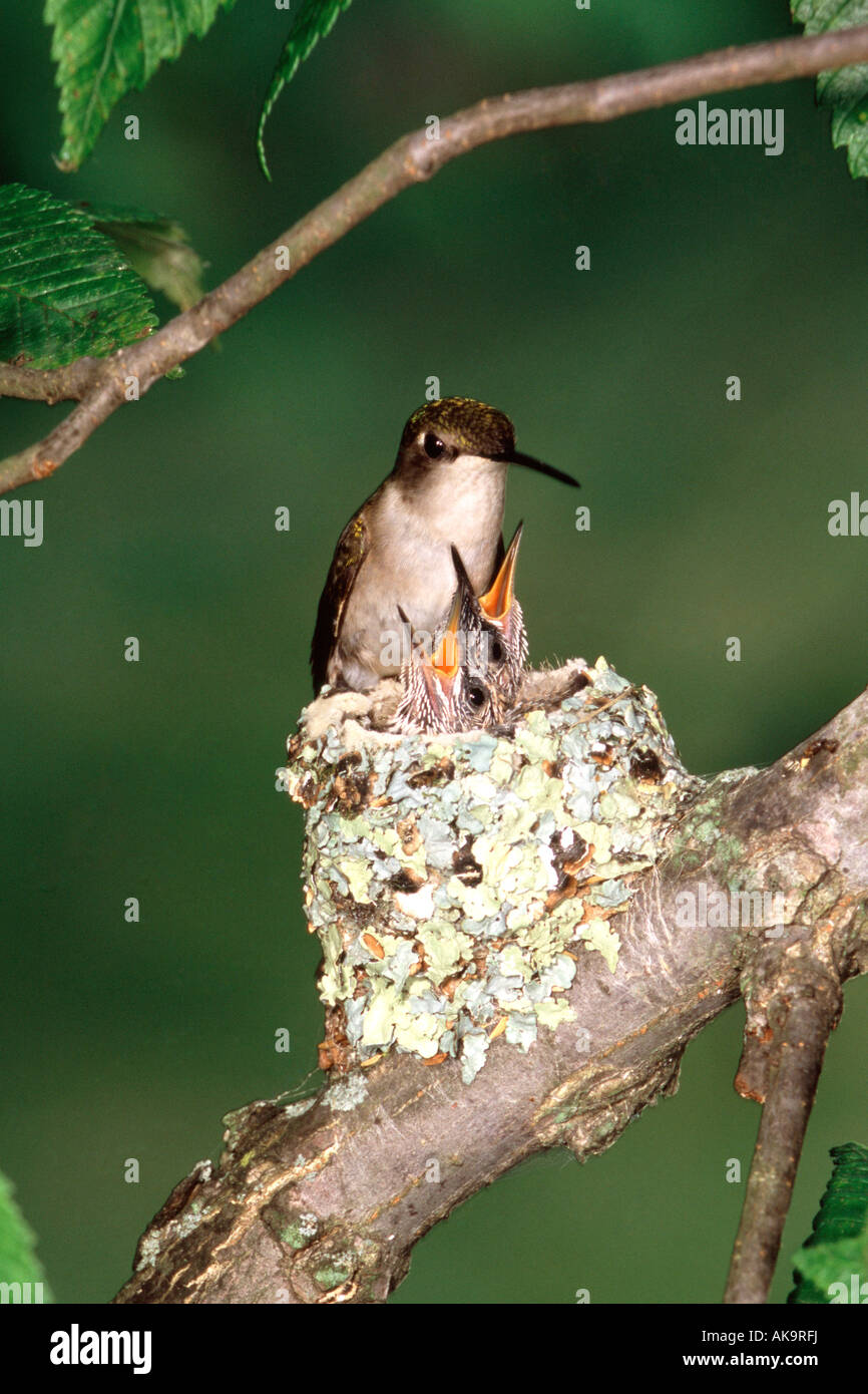 Ruby-throated Kolibris im Nest vertikale Stockfoto