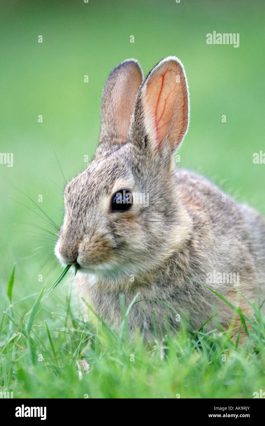 Östlichen Cottontail Kaninchen vertikal Stockfoto