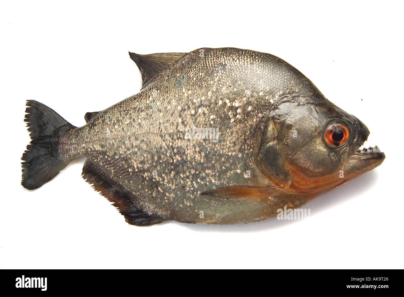 Roten bauchige Piranha Serrasalmus nattereri Stockfoto