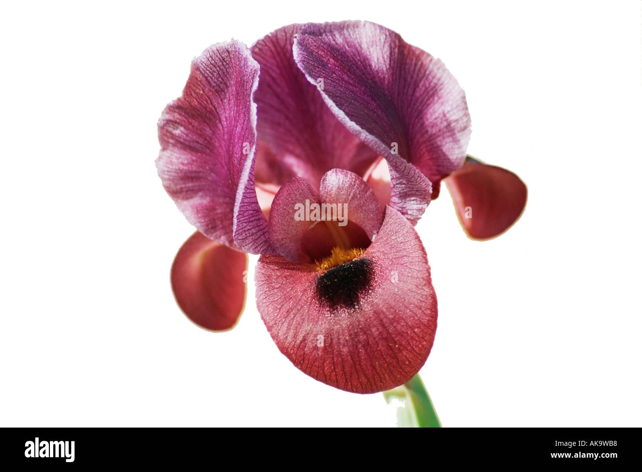 Wild Iris entfernt vom Hintergrund Stockfoto