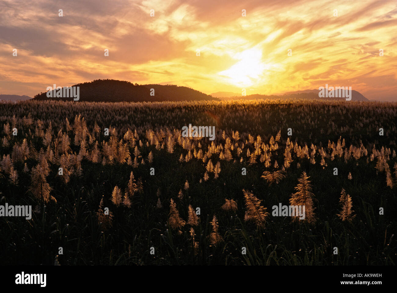 Zuckerrohr-Felder bei Sonnenuntergang im westlichen Kuba in La Habana Provinz Stockfoto