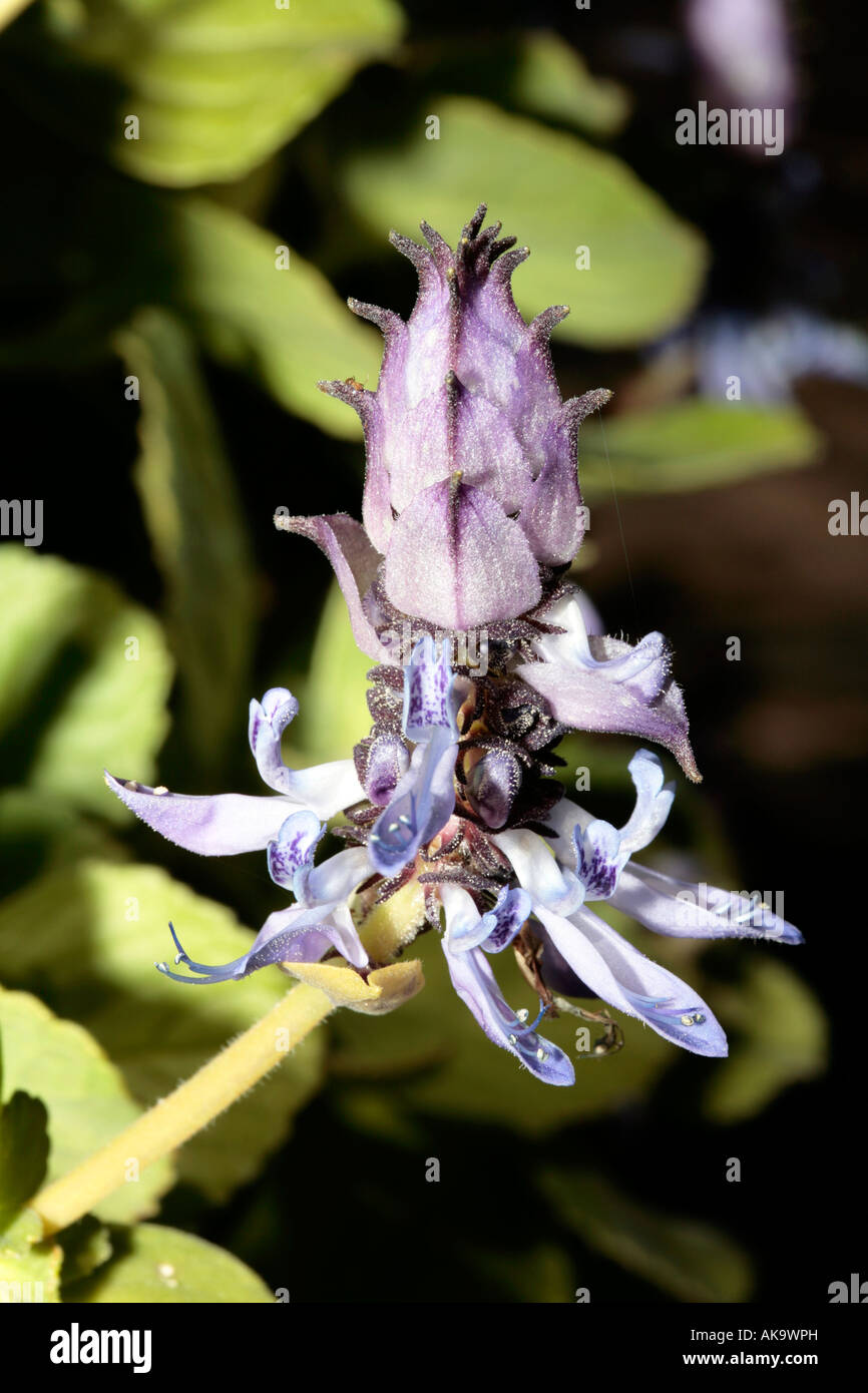 Sporn Blumen-Plectranthus neochilus Stockfoto