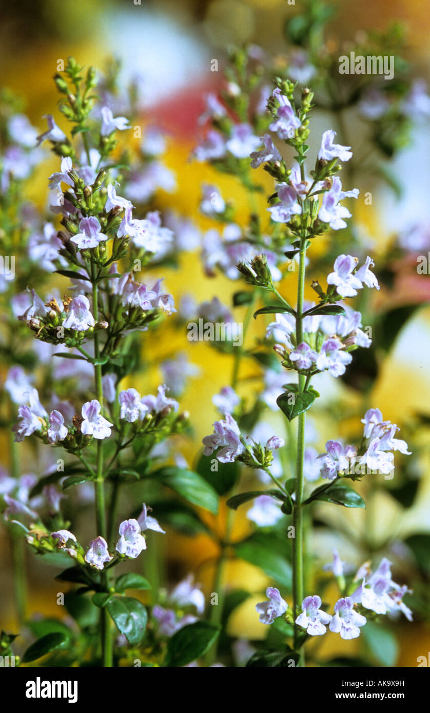 Calamintha Nepeta Subsp Nepeta Syn C nepetioides Stockfoto