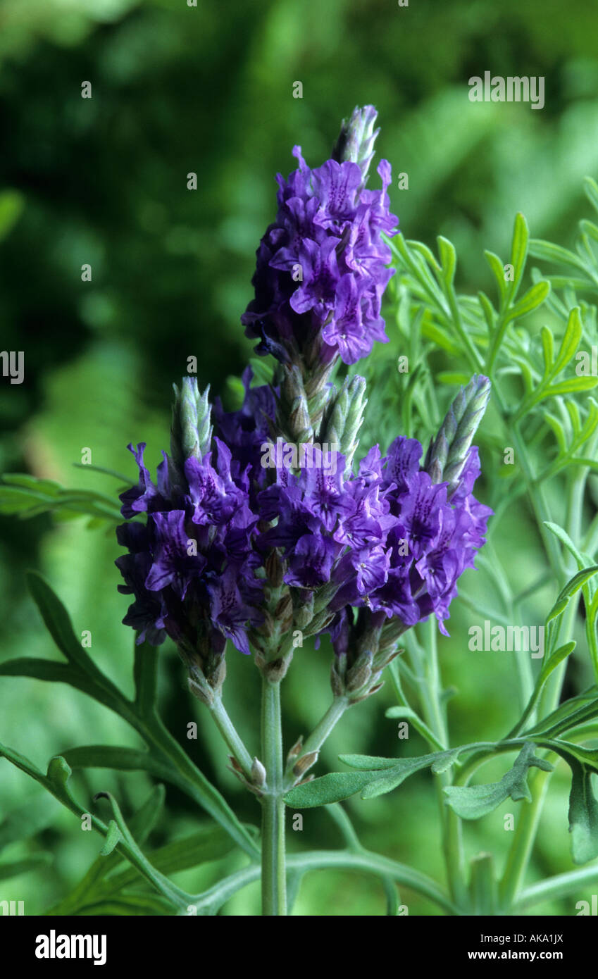 Lavendel Lavandula pinnata Stockfoto