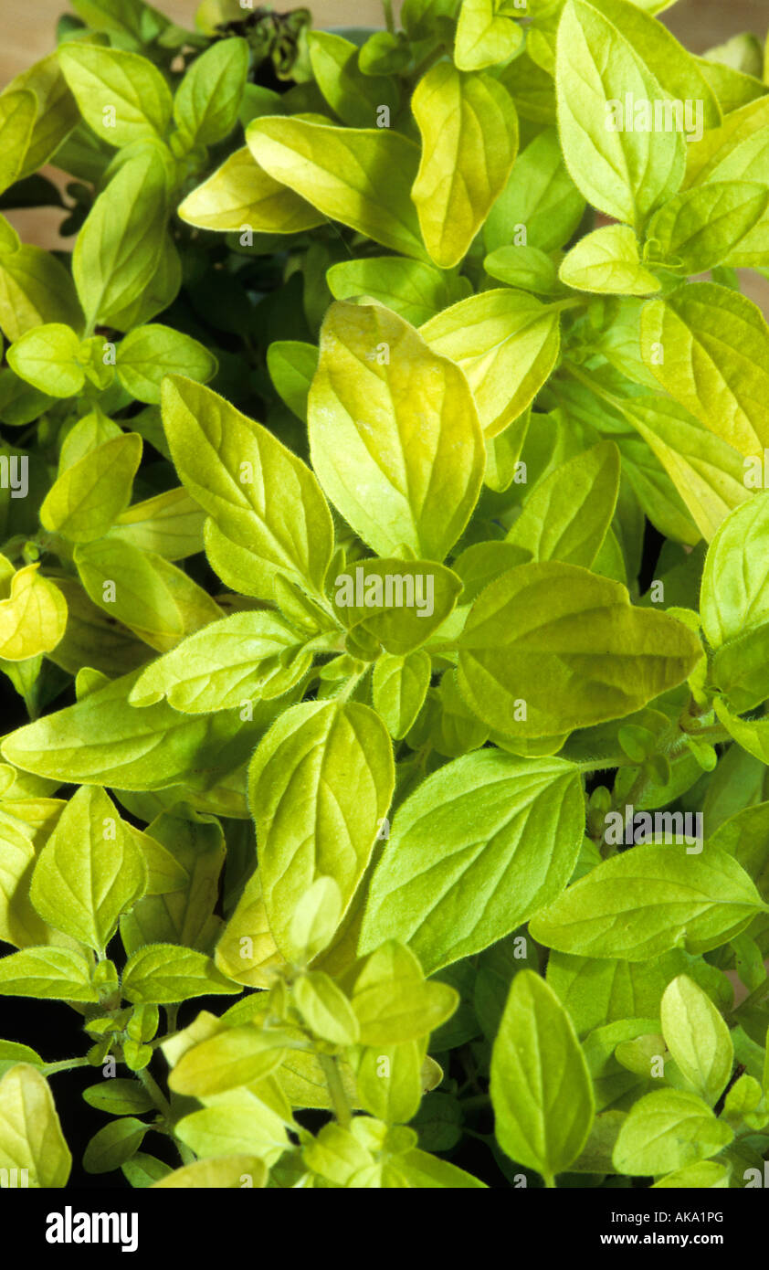Goldene Majoran Origanum Onites Aurea Stockfoto