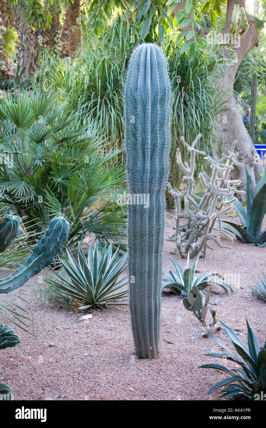 Kakteen Pflanzen Marrakesch, Marokko, Nord, Afrika Stockfotografie - Alamy