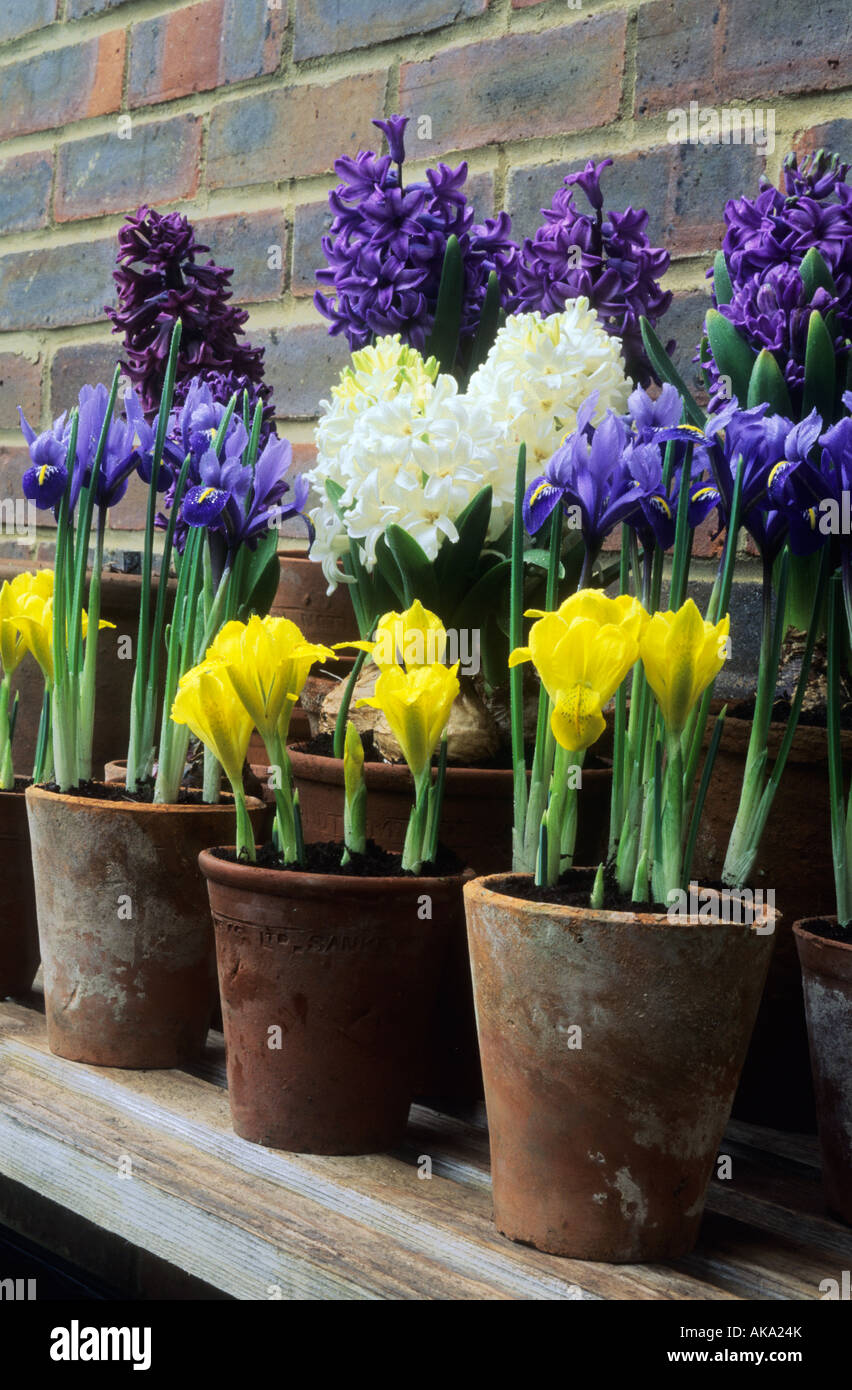 Fairfield Surrey Hyacinthus Blue Delft und L Unschuld Narzisse Tete ein Tete Iris Reticulata Harmonie Iris histrioides Stockfoto