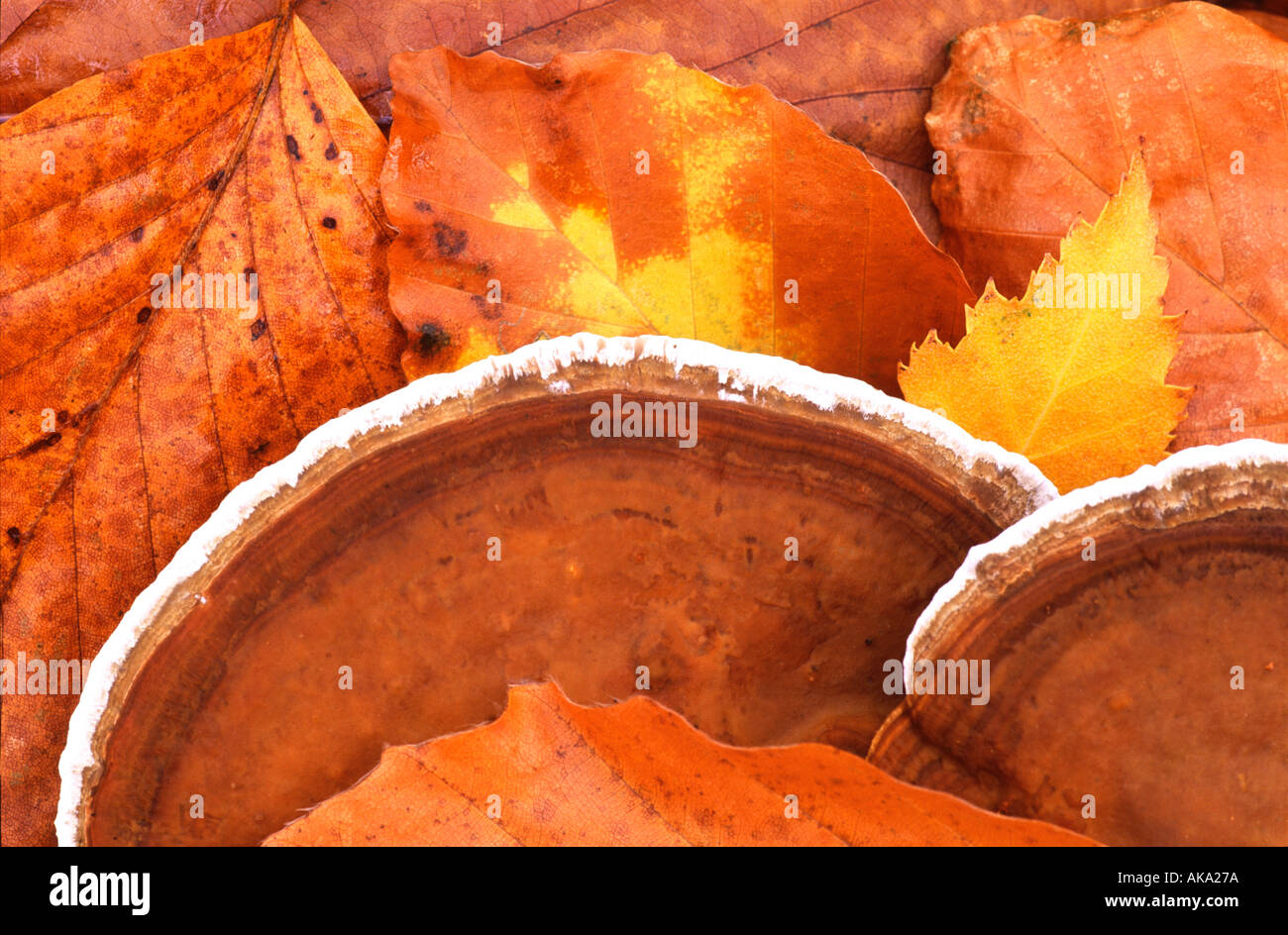 Pilz und Herbstlaub Stockfoto