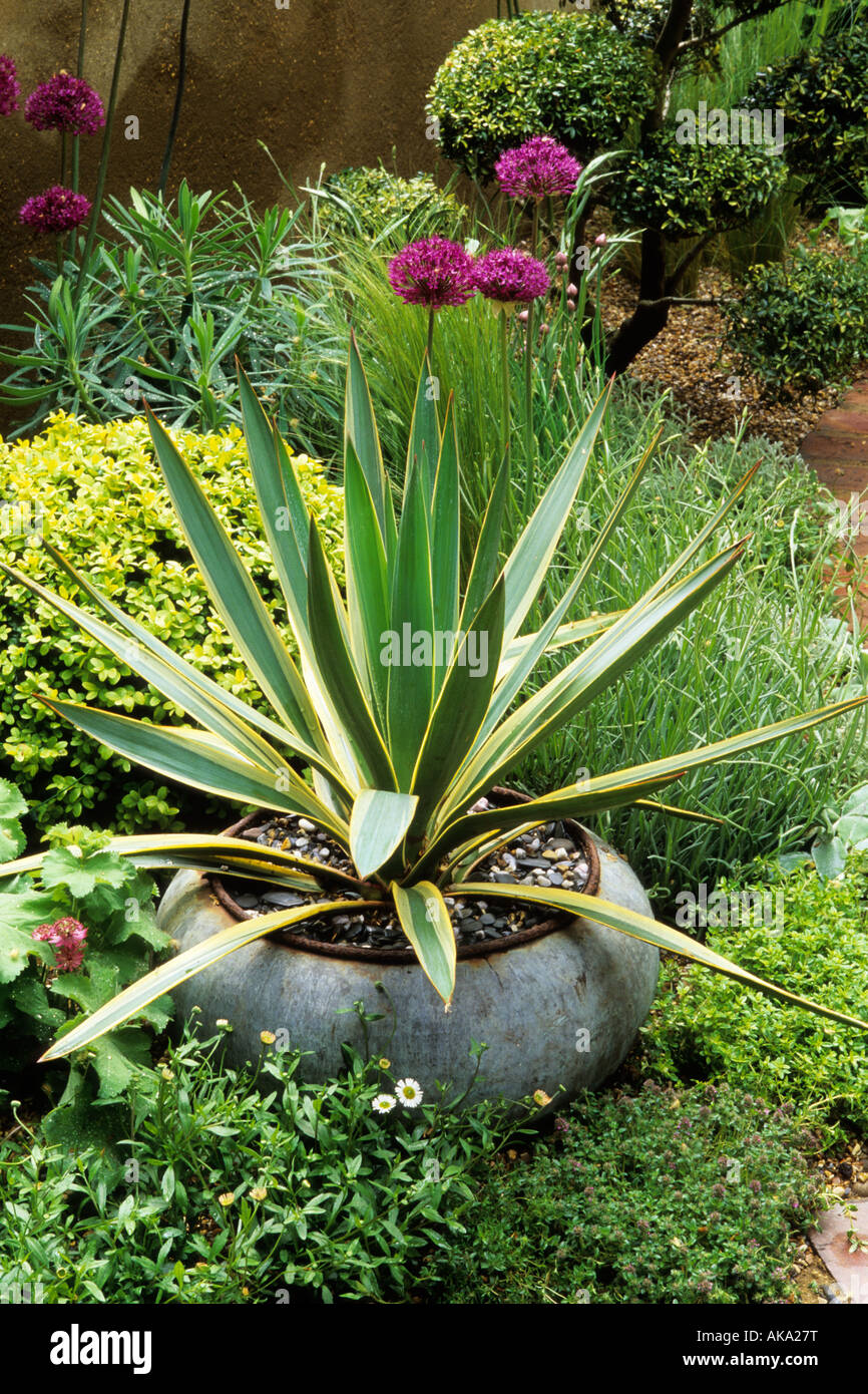 Yucca Gloriosa Stockfotos und bilder Kaufen Alamy