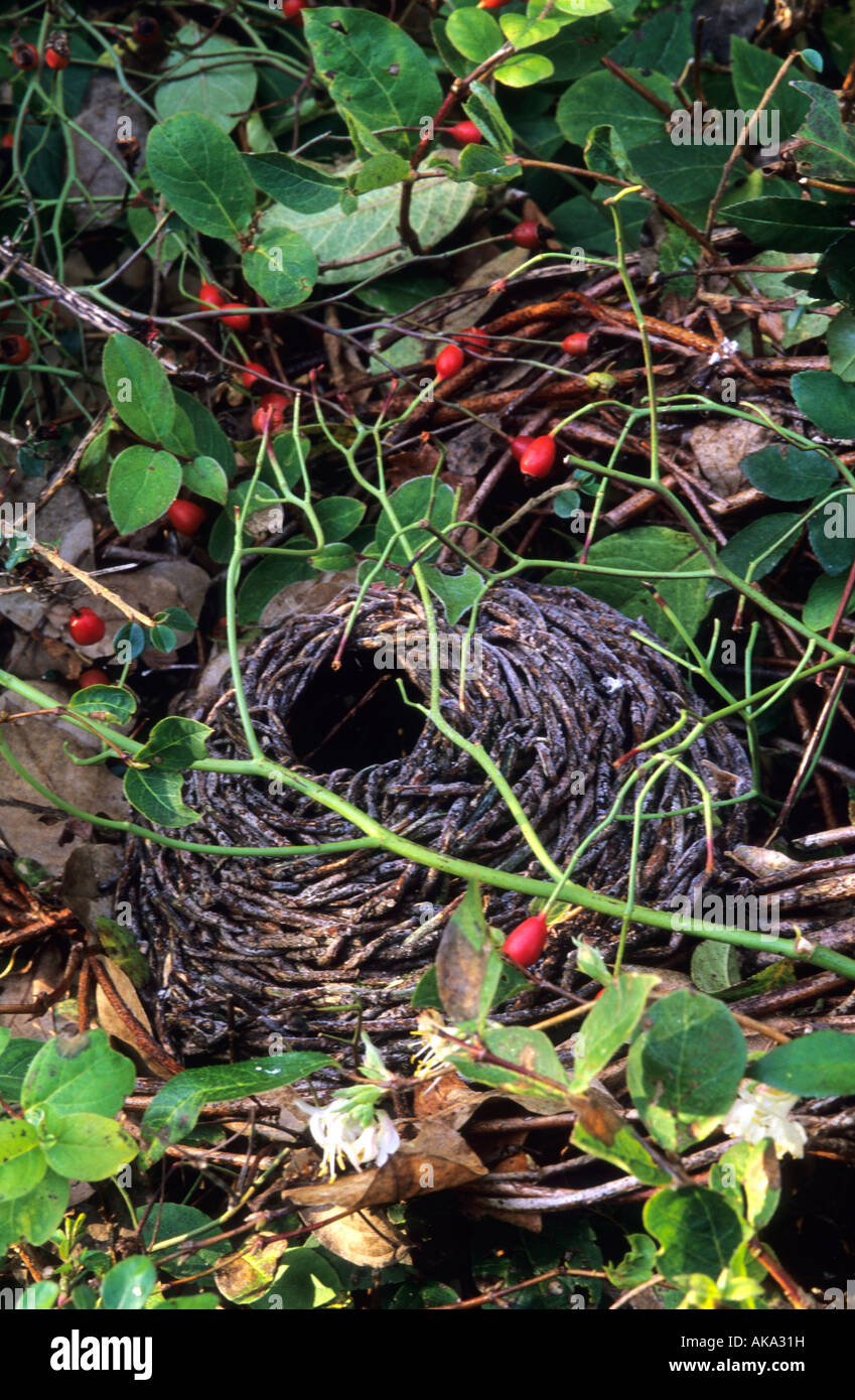 Sticky Wicket Dorset Vogel Schlafplatz gewebt Zweig Skulptur von Pam Lewis Stockfoto