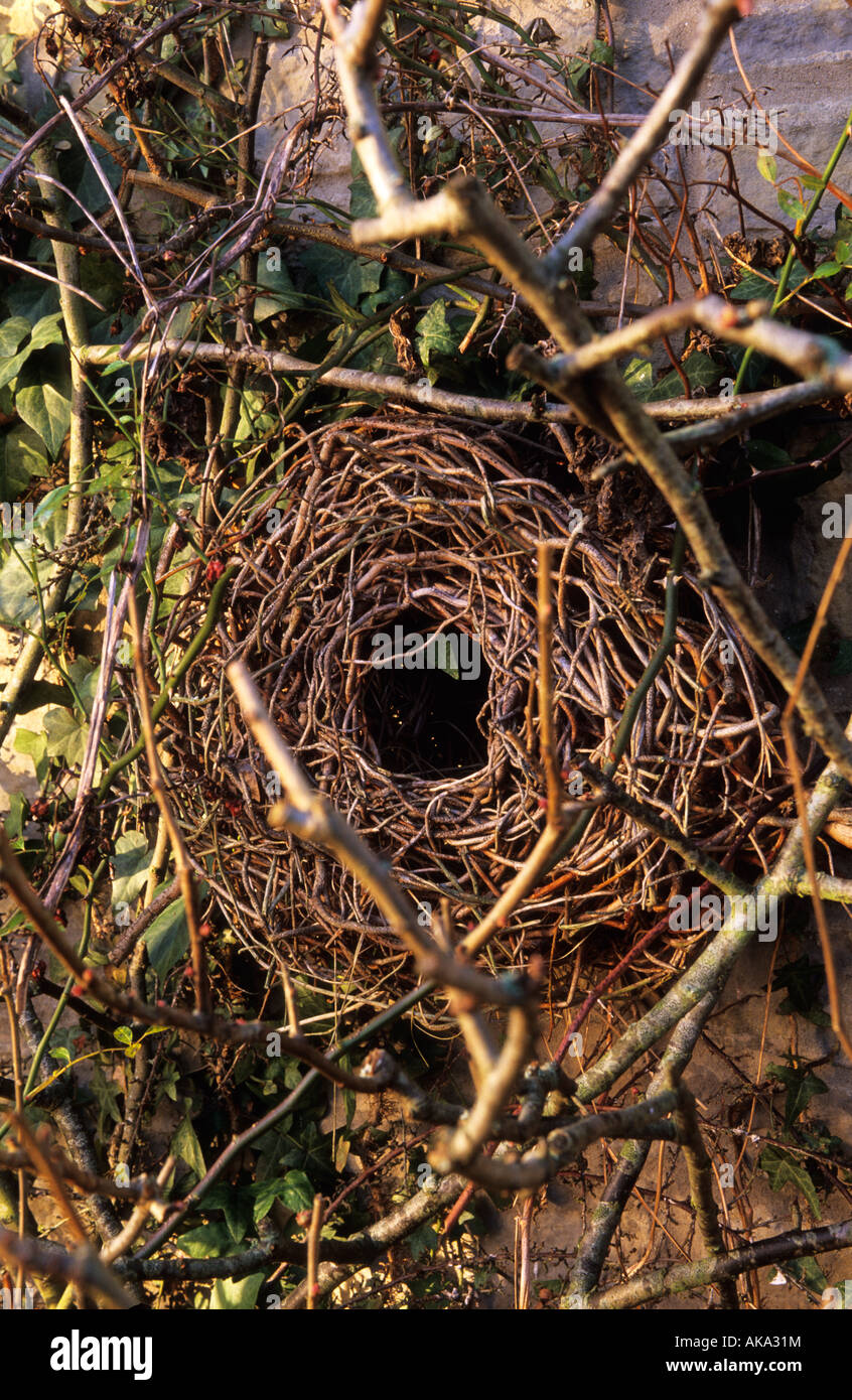 Sticky Wicket Dorset Vogel Schlafplatz gewebt Zweig Skulptur von Pam Lewis Stockfoto