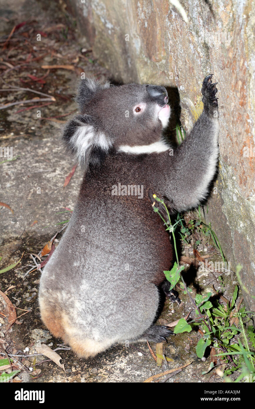 Koala Essen Flechten von Wand - Phasolarctos cinereus Stockfoto
