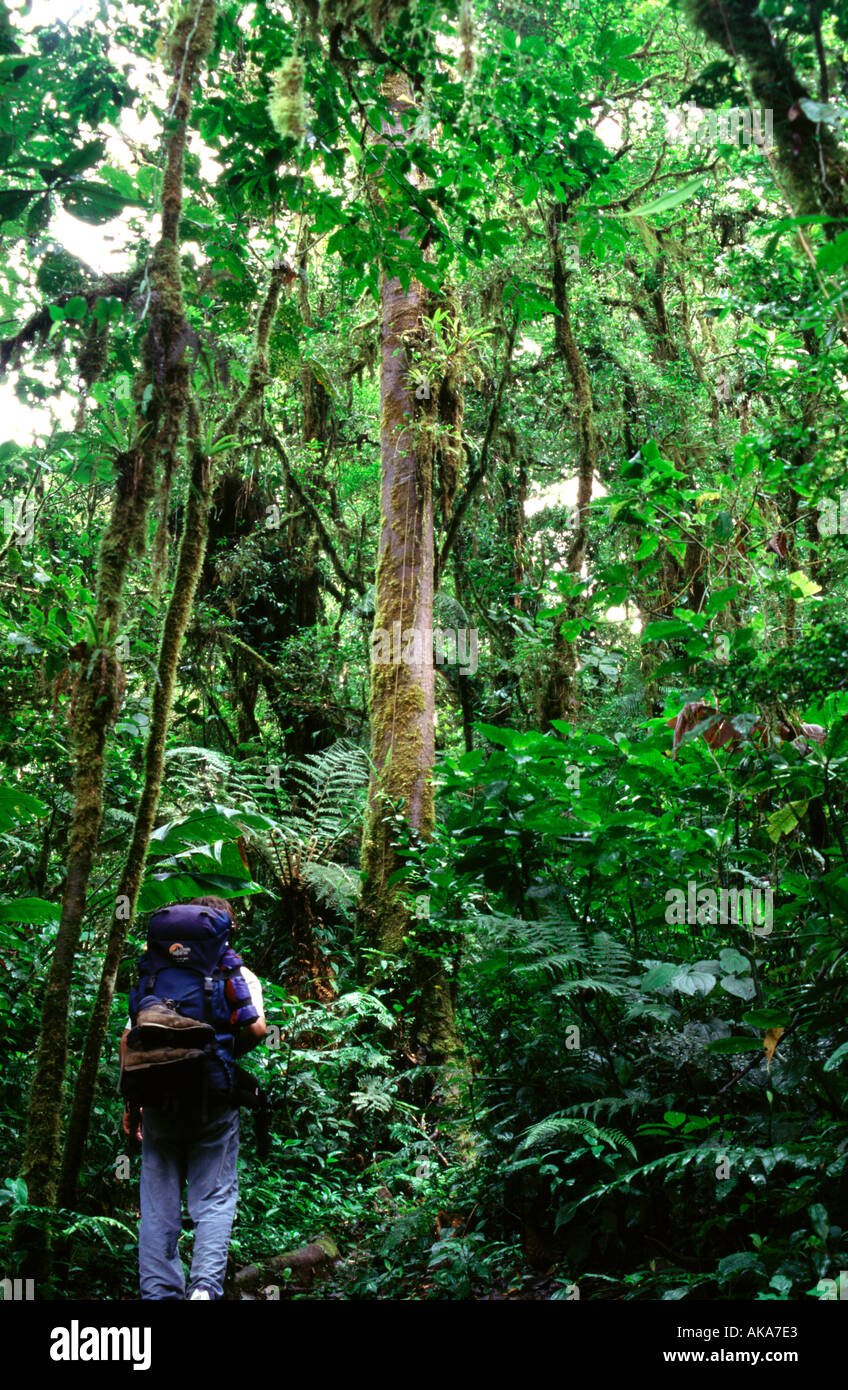 Trekking in Monteverde Nebelwald Reservat. Costa Rica Stockfoto
