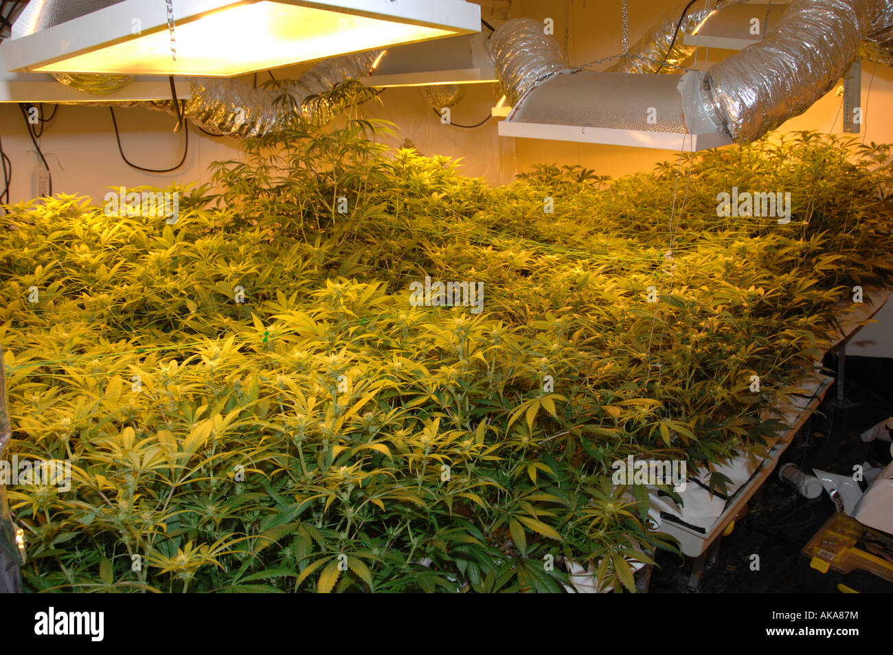 Cannabis-Marihuana-Pflanzen Stockfoto
