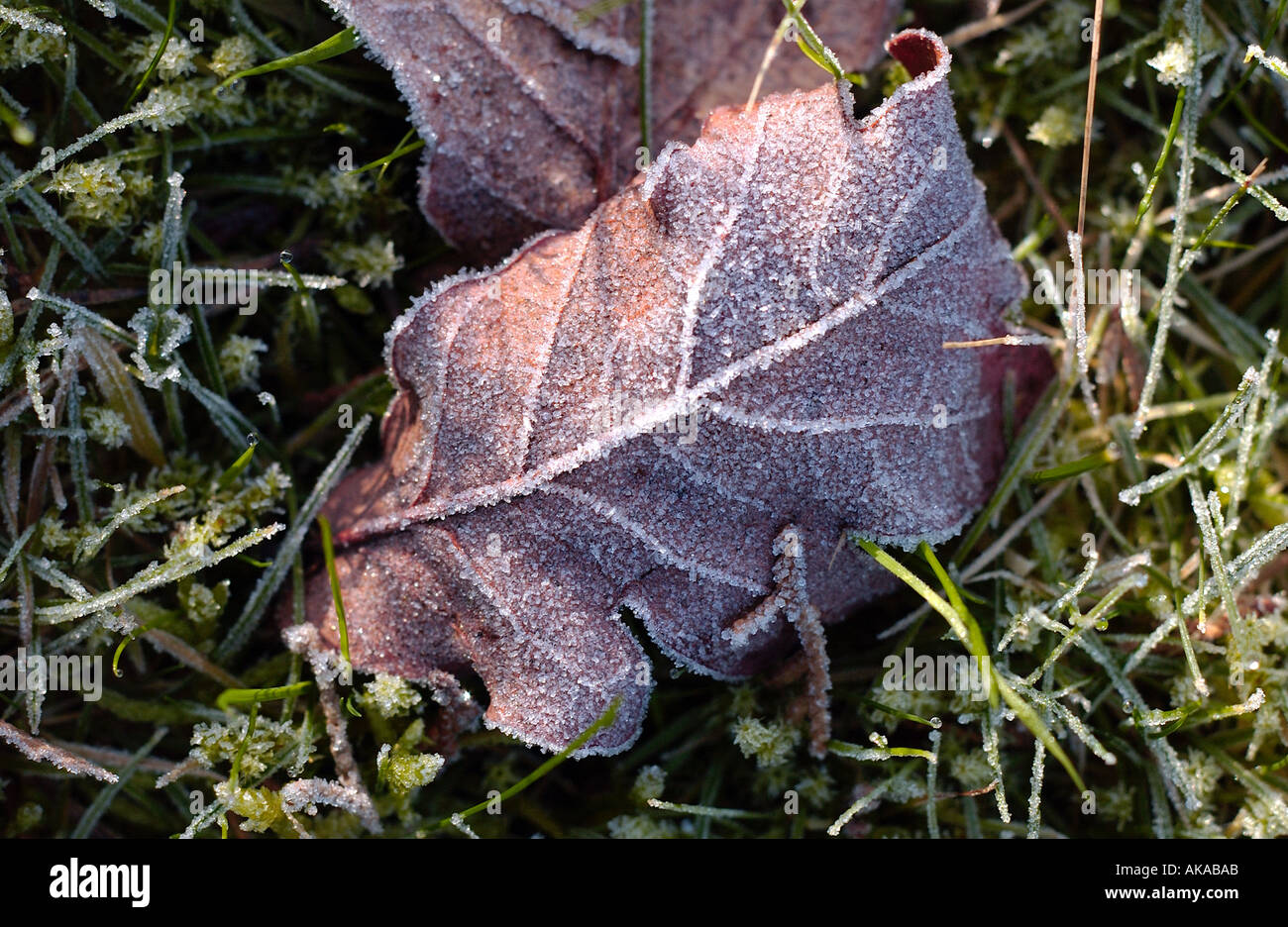 Geeiste Tau Kristalle auf einem Blatt Stockfoto