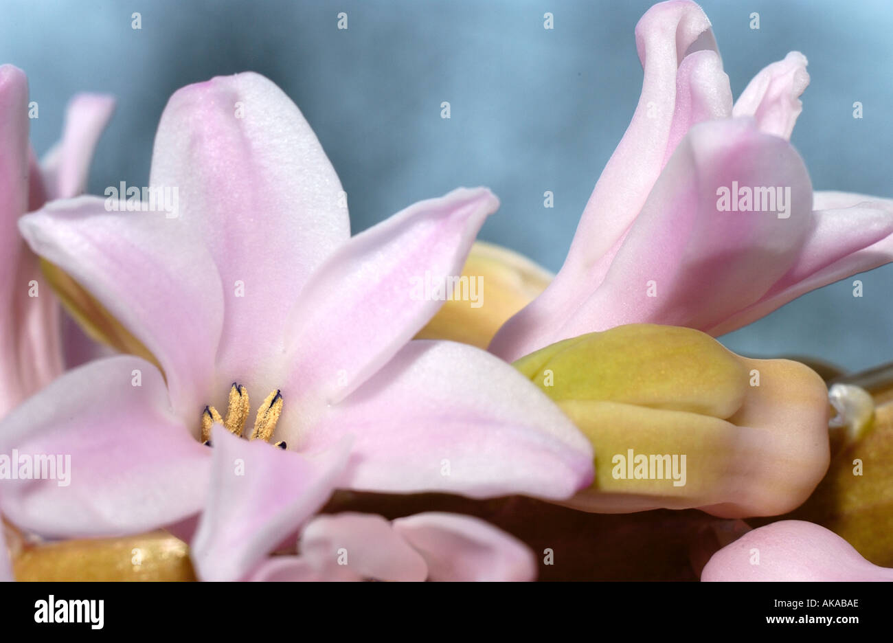 Hyazinthe Lampe Blume Stockfoto
