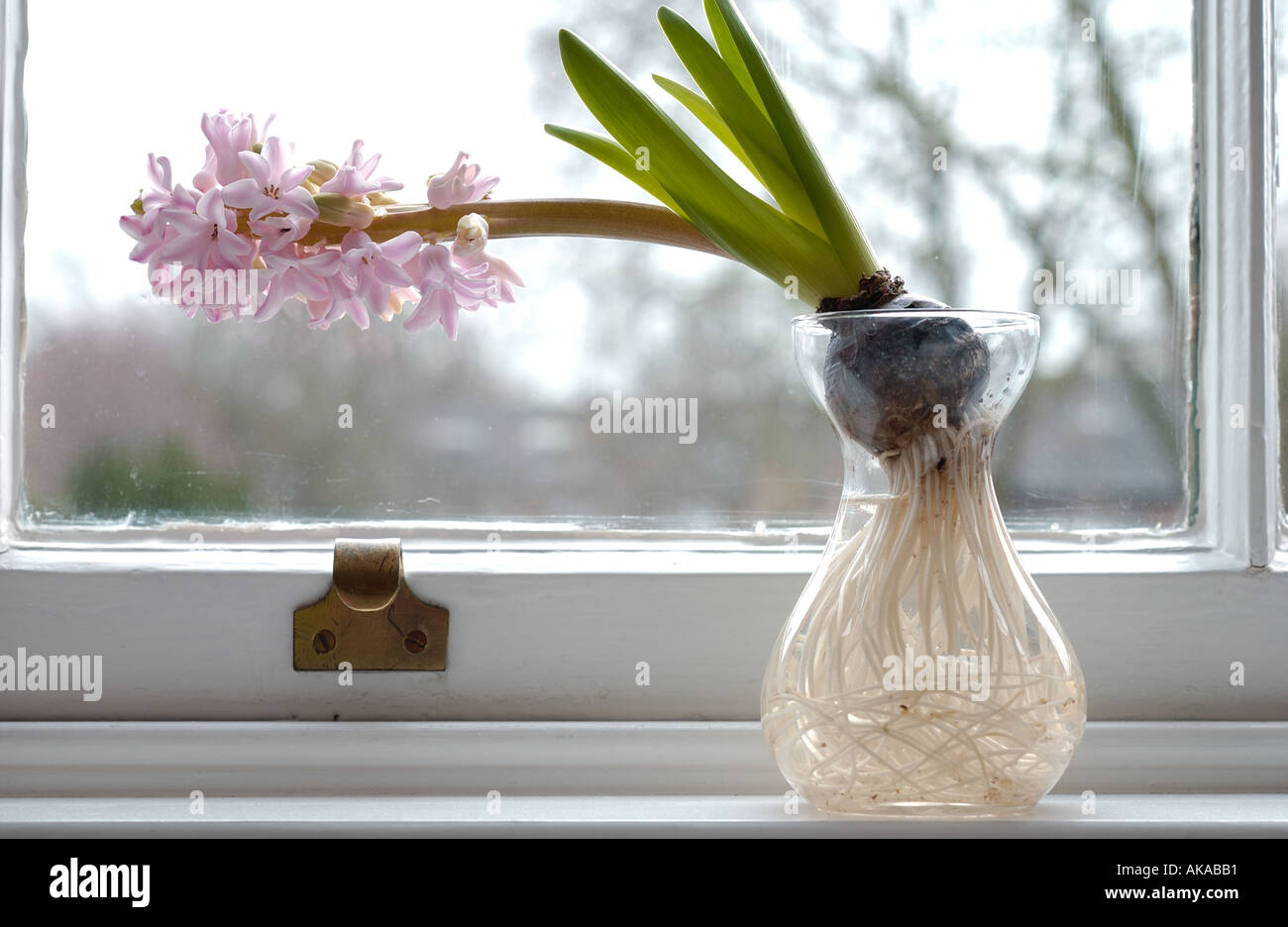 Hyazinthe Lampe Blume in vase Stockfoto
