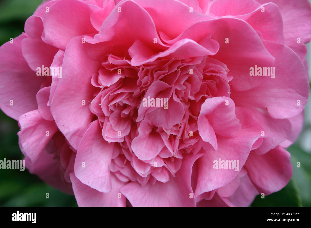 Nahaufnahme einer einzelnen Blume Camellia R L Wheeler Stockfoto