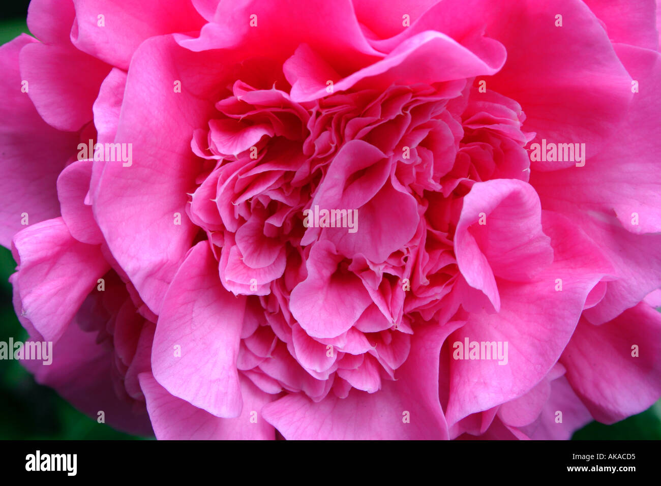 Nahaufnahme einer einzelnen Blume Camellia R L Wheeler Stockfoto