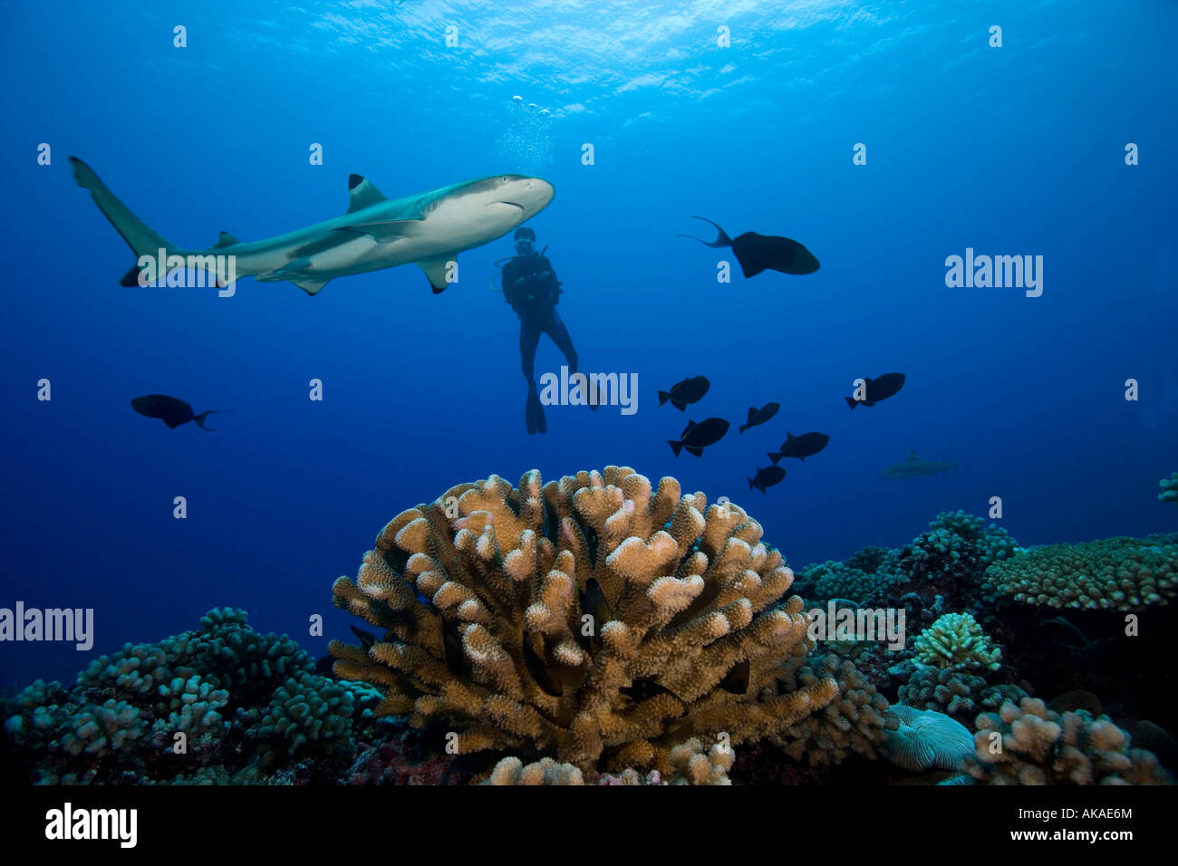 Schwarzspitzen-Riffhai (Carcharhinus Melanopterus), schwimmt über dem Riffdach in Französisch-Polynesien.  Taucher im Hintergrund abhebt Stockfoto