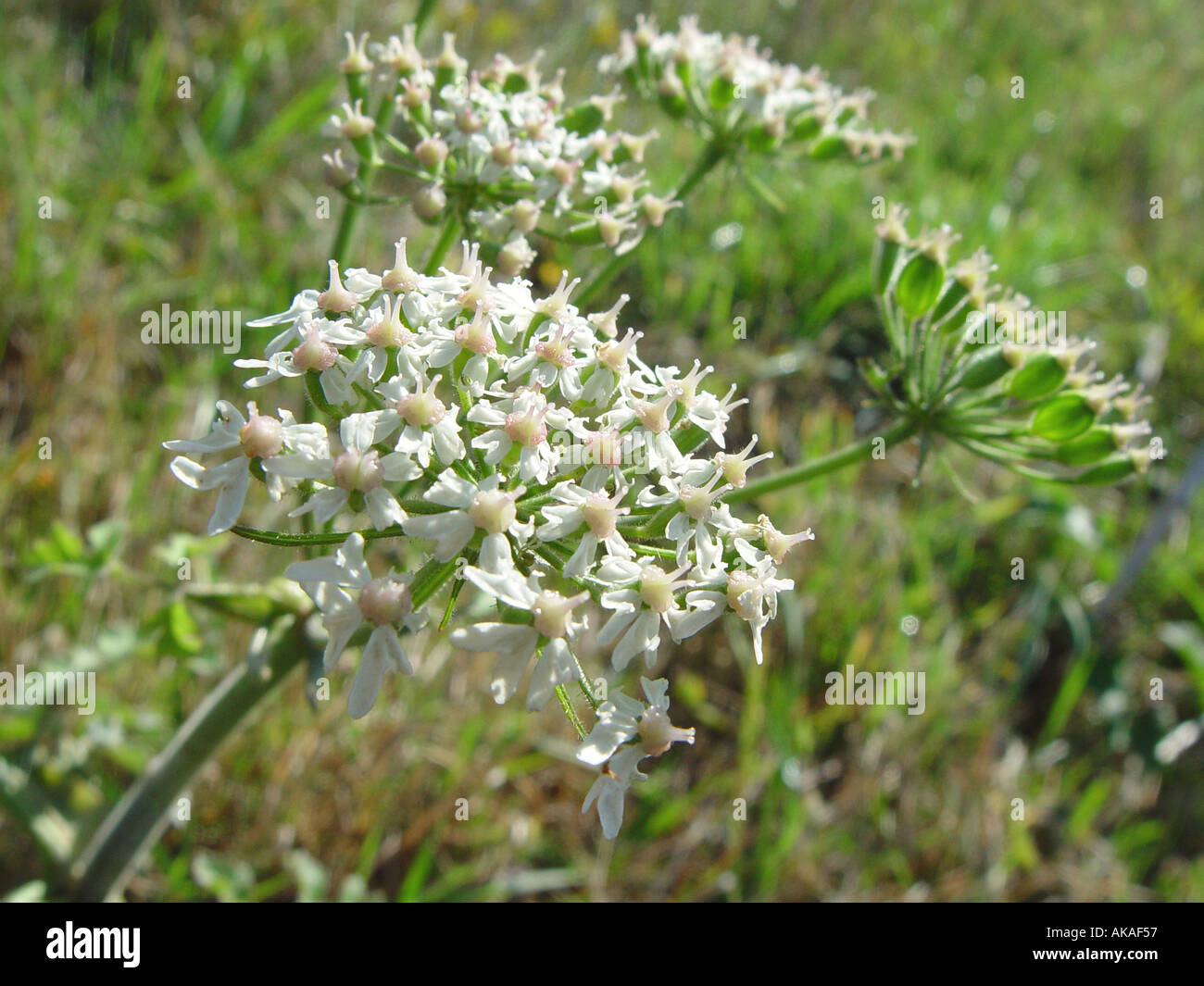 Achillea wilde Blume im Grünstreifen Stockfoto