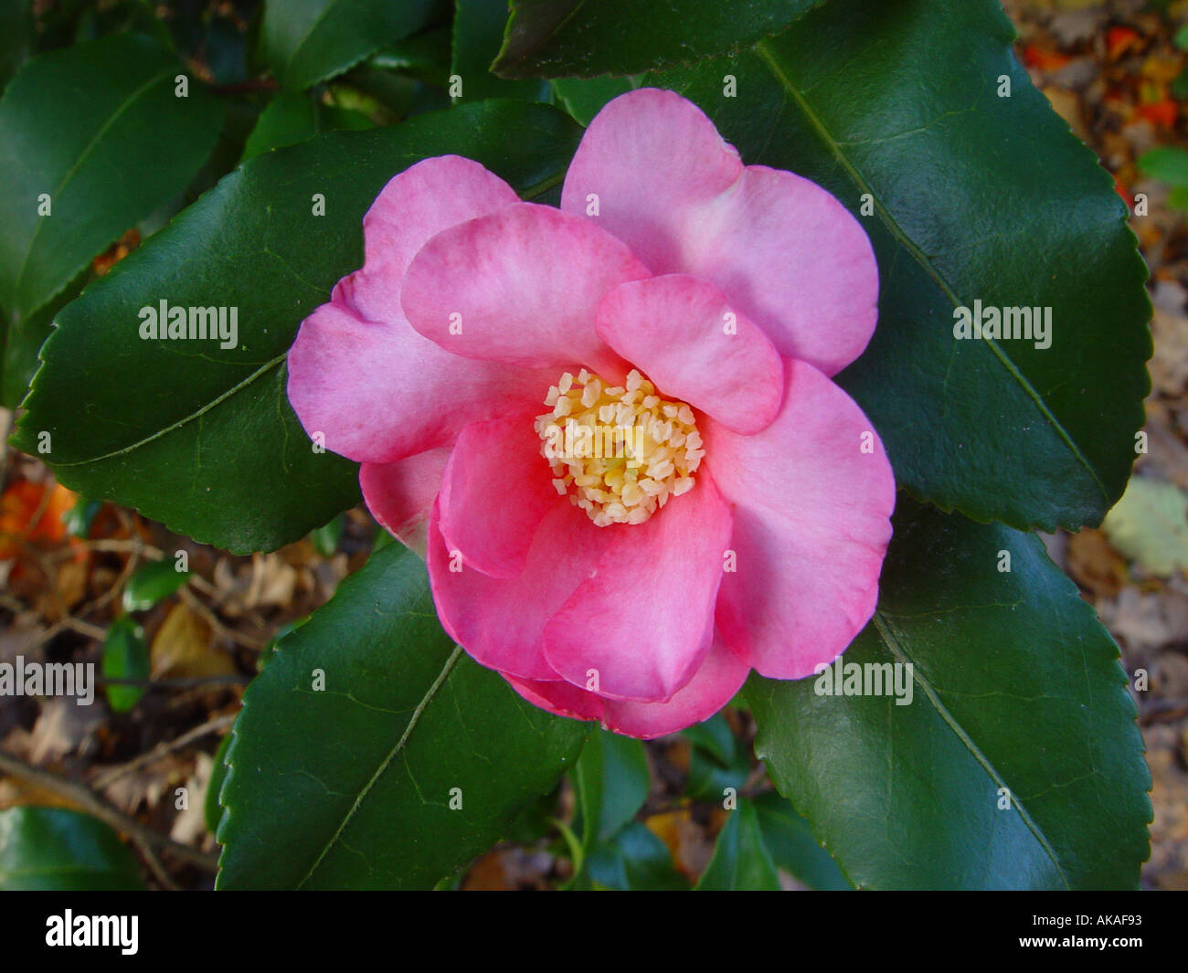 Camellia Sasanqua Cleopatra Stockfoto