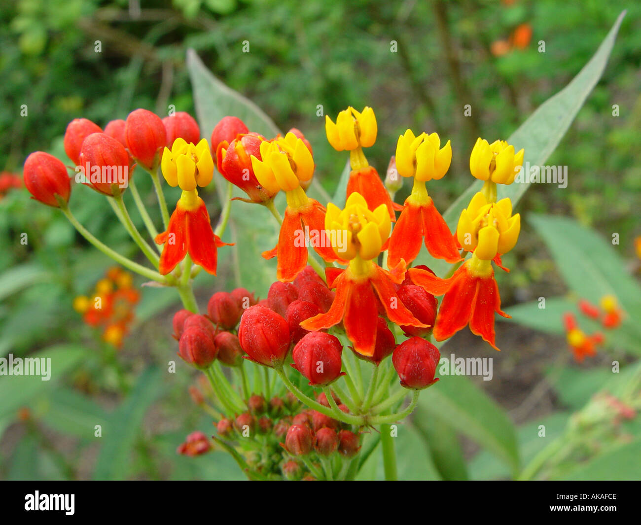 Asclepias Curassavica Red Butterfly Stockfoto