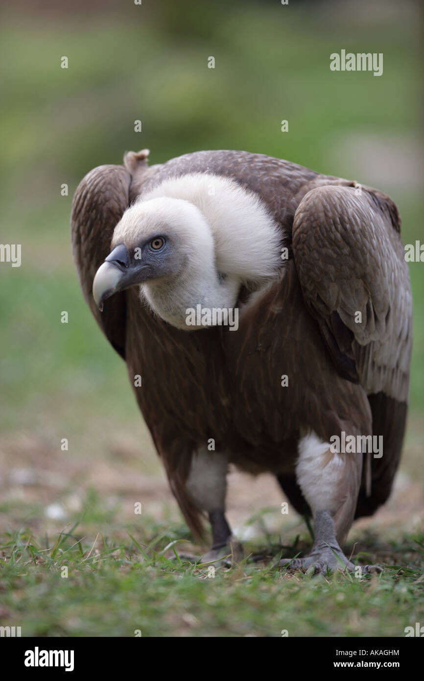 Griffon Vulture Closeup - abgeschottet fulvus Stockfoto