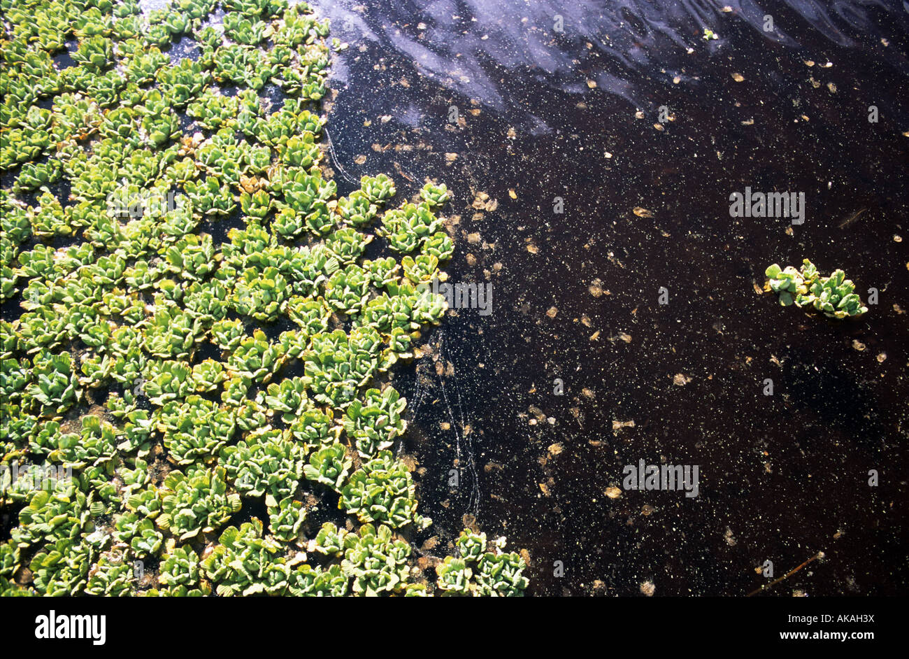 Wasser-Kohl in Teich - detail Stockfoto