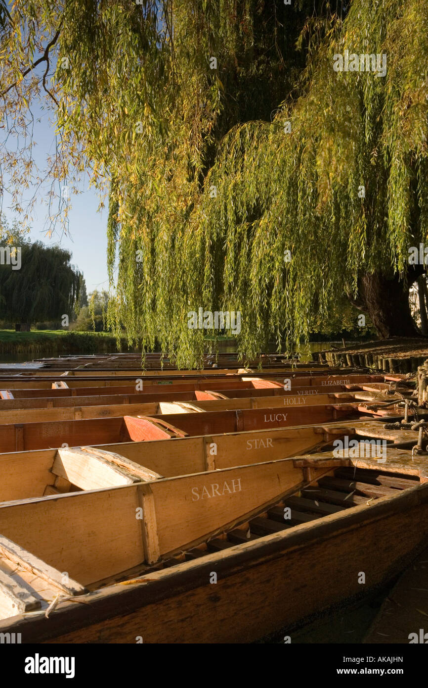 Eine Reihe von benannten Punts vertäut unter einer Weide auf dem Fluss Cam Cambridge wartet auf Besucher Stockfoto