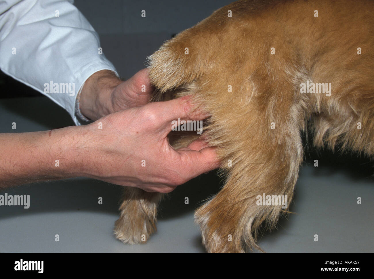 Inländischen Überprüfung des Hundes Genitalien Hund Stockfoto