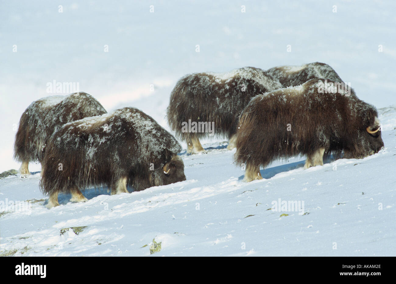 Muskoxes - Herde im Schnee / Ovibos Moschatus Stockfoto