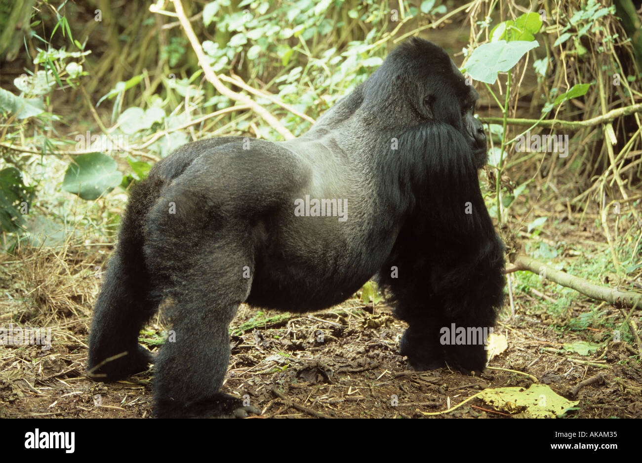 Berggorilla - Männchen (Silberrücken) / Gorilla Gorilla Beringei Stockfoto